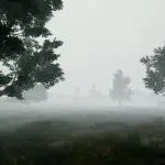 effet du brouillard dans la foret de pubg